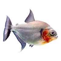 辛古熱帶魚淡水兇猛魚