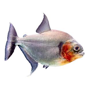 辛古水虎鱼凶猛鱼热带鱼观赏鱼大型鱼淡水猛鱼