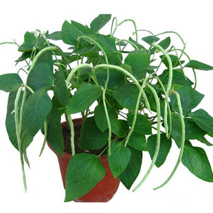 无架豆种子不搭架长豇豆种籽地豆蔬菜种孑阳台春秋季四季播种豆角