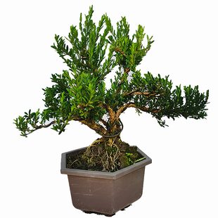 皱皮小叶黄杨树桩盆景 室外阳台雀舌黄杨四季常青绿植盆栽