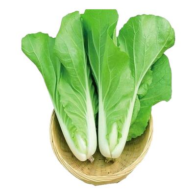 四季奶油小白菜耐热耐寒速生阳台小青菜庭院盆栽四季蔬菜快菜种籽