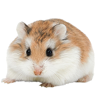 宠物小仓鼠活物已打疫苗三线紫仓布丁银狐老公公金丝熊活体类幼崽