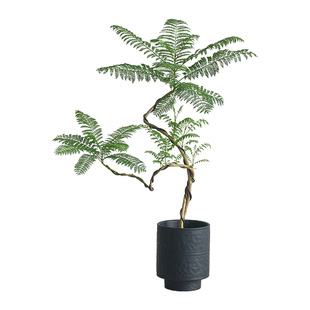 蓝花楹盆栽绿植客厅办公室内外植物落地真树大苗老桩造型盆景好养