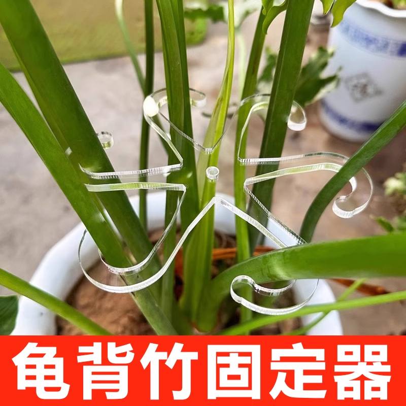 植物防倒伏支撑架龟背竹支撑杆春羽绿天鹅支架艺花卉定型收拢架子