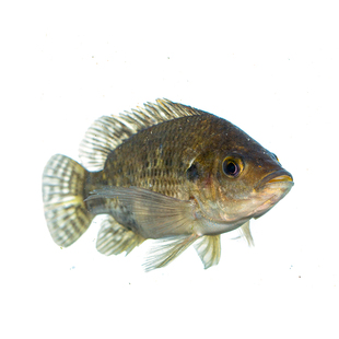 特大罗非鱼苗批 发本地脆肉罗非鱼苗耐寒淡水鱼苗大全养殖鱼苗