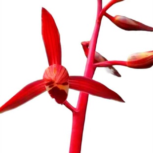 兰花苗墨兰中国红兰花浓香好养花卉室内客厅庭院绿植盆栽正品红花