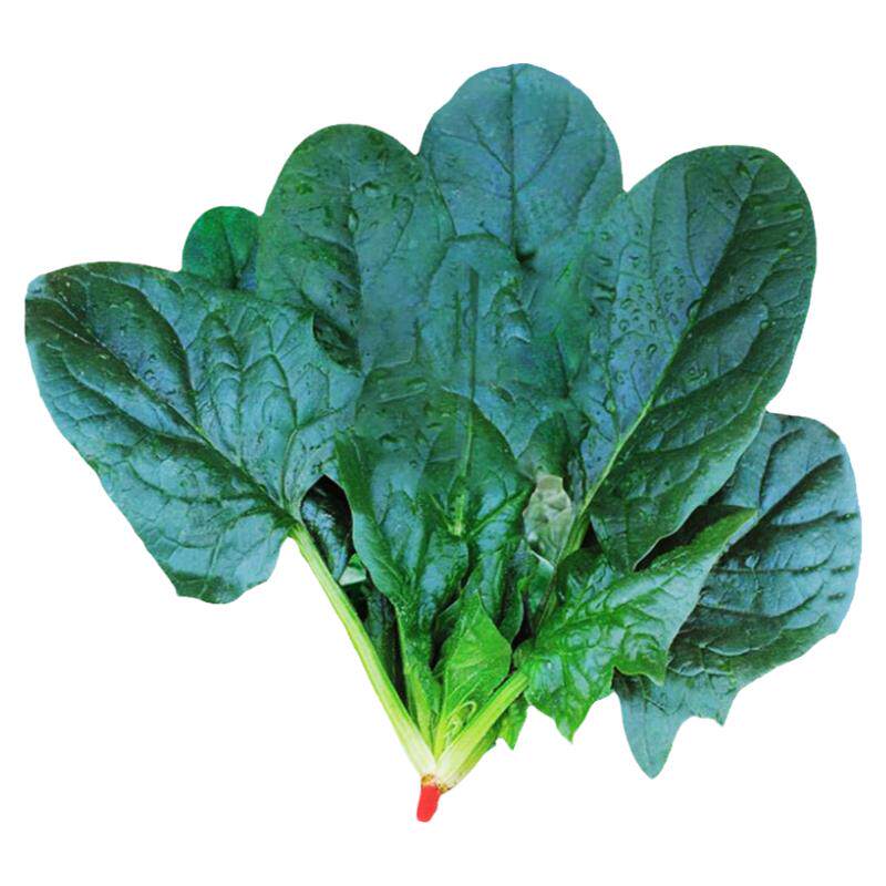 大叶肉菠菜种子耐寒冬季