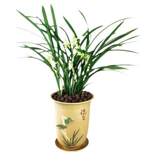 翁源兰花老种四季建兰大凤素带花浓香好养室内办公室绿植花卉盆栽