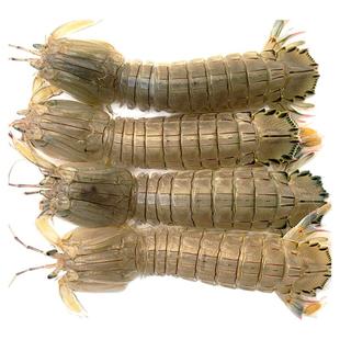 500g北京闪送鲜活皮皮虾海鲜虾爬子琵琶虾濑尿虾姑富贵虾新鲜水产