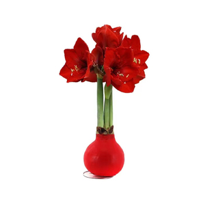 方德荷兰进口种球蜡封朱顶红蜡球周长28cm30cm年宵花礼盒礼品礼物