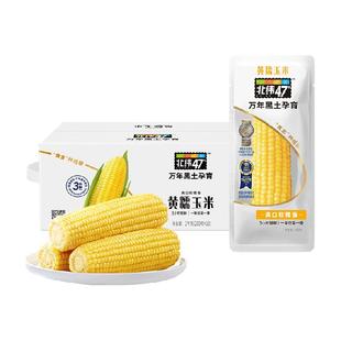 北纬47度黄糯鲜食玉米东北黑龙江甜玉米真空包装苞米棒