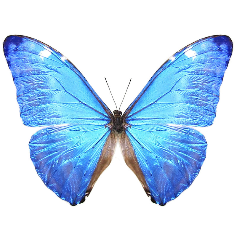 安东尼斯闪蝶Morpho adonis adonis 进口真蝴蝶标本未展翅原蝶A1