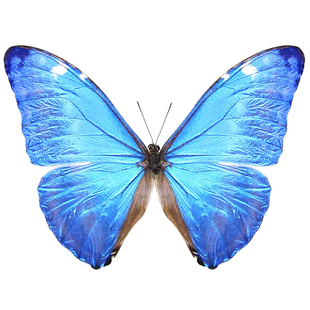 安东尼斯闪蝶Morpho adonis adonis 进口真蝴蝶标本未展翅原蝶A1