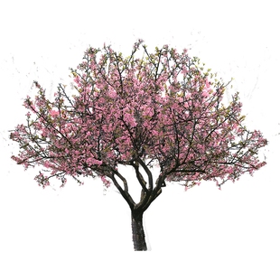 西府海棠树苗高杆垂丝海棠树苖果树庭院盆栽地工程用苗大型风景树