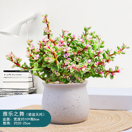 雅乐之舞多肉植物金枝玉叶盆栽老桩肉肉室内观赏爆盆花卉喜阳植物