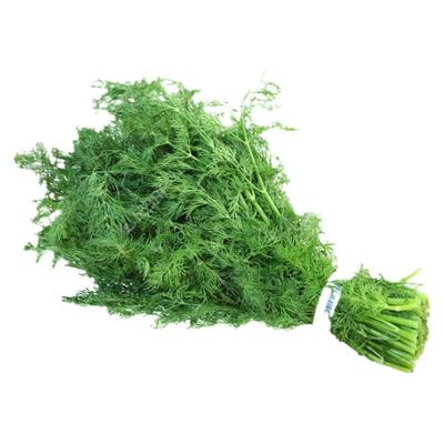 割茬茴香速生性强多次收割