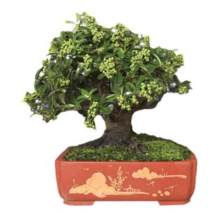 孤品火棘盆景老桩一物一拍红果富贵果盆栽精品盆栽矮霸造型火把果