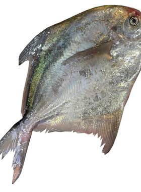 浙奉渔野生银鲳鱼新鲜4斤装海鲜冰鲜昌鱼白鲳鱼昌扁鱼暗鲳