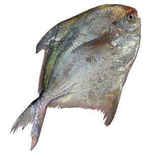 浙奉渔野生银鲳鱼新鲜4斤装海鲜冰鲜昌鱼白鲳鱼昌扁鱼暗鲳