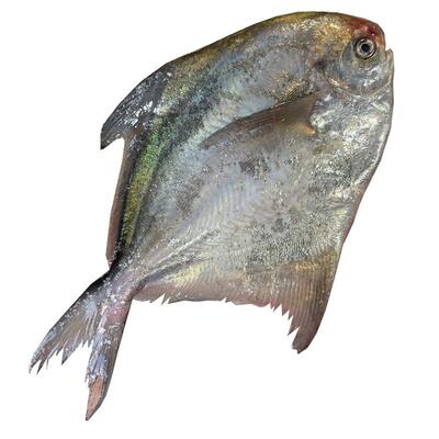 浙奉渔野生银鲳鱼新鲜4斤装海鲜冰鲜昌鱼白鲳鱼昌扁鱼暗鲳