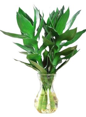 水培客厅植物室内富贵竹