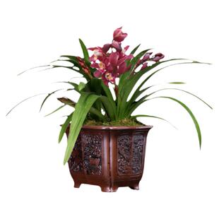 翁源兰花喜花里经典年宵花带盆土栽好发好养喜庆带花浓香型红宝石