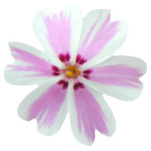 匍匐福禄考芝樱花园庭院春季开花皮实好养铺地地被花卉植物盆栽苗