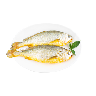 黄花鱼新鲜冷冻宁德特大黄鱼鲜活生鲜深海鱼黄鱼小黄鱼商用黄鱼鲞