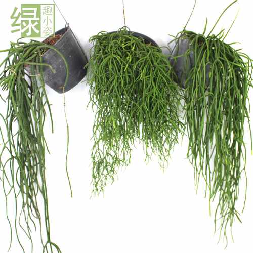 丝苇倒吊垂藤雨林植物盆栽喀秋莎红叶昙花玻利维亚室内耐旱阴好养