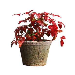 火焰南天竹苗盆栽树苗庭院观叶花卉绿植造景花境植物搭配耐寒易活