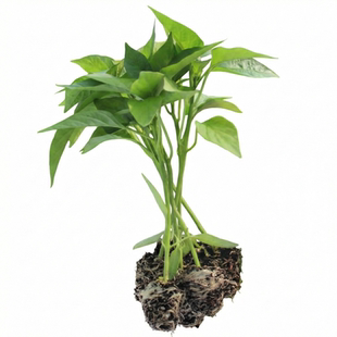 超辣小米椒苗红小米椒辣椒苗子特辣泡椒白米椒苗四季蔬菜秧苗种子