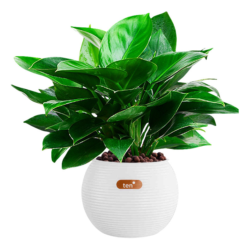 大叶金钻绿公主绿植室内盆栽植物绿萝水培好养活四季花卉新房客厅