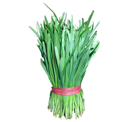 新鲜韭菜产地直发露天蔬菜