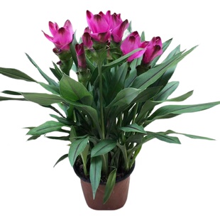 姜荷花盆栽带花苞四季开花耐热多年生好养活室内阳台球根绿植花卉