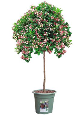 五彩锦带夏季开花爆满耐寒风景树