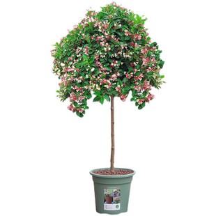 五彩锦带花树苗盆栽锦带小苗庭院大型耐寒风景树高杆五彩锦带树苗