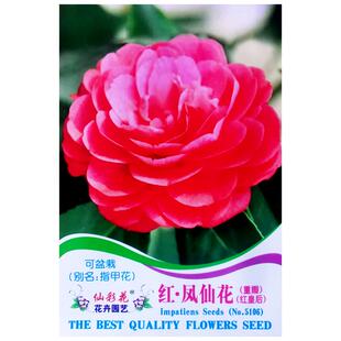 红色重瓣凤仙花种籽子指甲花染指甲草种籽孑四季阳台庭院盆栽种子