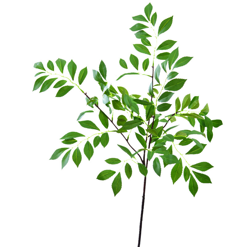 哇,受不了,太美啦!凤凰叶树枝