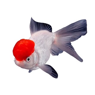 金鱼活鱼观赏鱼鸿运当头金鱼鹤顶红狮子头鱼苗淡水好养耐活冷水鱼