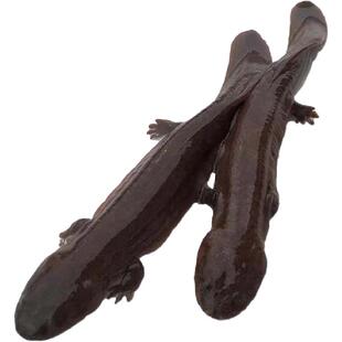 【半斤一对】汉中生态养殖鲜活娃娃鱼苗大鲵幼苗包邮包活