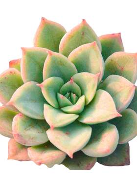 月亮仙子多肉植物组合带盆办公桌