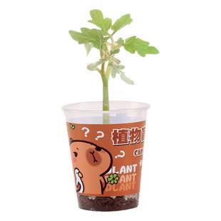 卡皮植物盲盒种植小盆栽办公桌面绿植小学生活动礼品定制儿童礼物