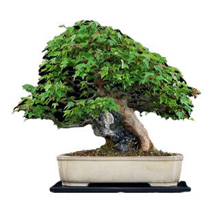 唐枫三角枫造型矮霸中式盆景素材老桩精品枫树盆栽红叶熟桩小树桩