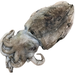 新鲜大墨鱼速冻大乌贼鱼海鲜花枝目鱼墨斗鱼顺丰无冰衣一斤2个