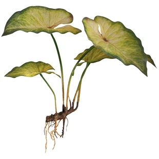 掬涵仿真带根须蕨类植物手感野芋叶绿植假花热带雨林装饰森系造景