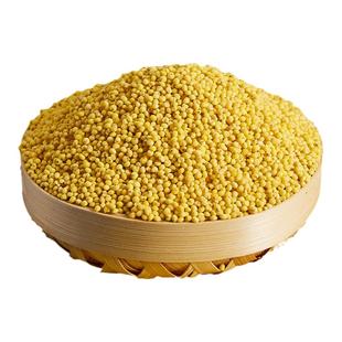 2025年大黄米新米小米东北大黄米糯米包粽子的小米软黄米黍米