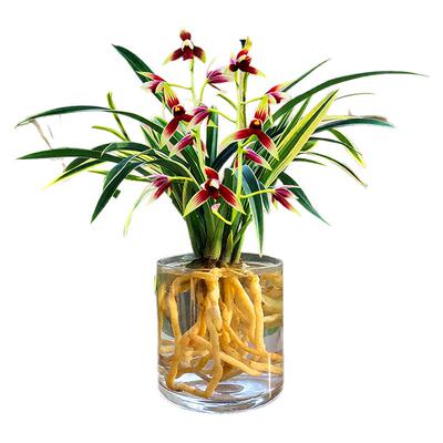 金边水培香水苍兰兰花苗