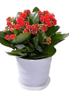 长寿花盆栽重瓣金狐狸大花带花苞花苗室内开花好养的花卉好活