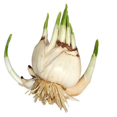 懒人型雕刻处理好漳州水仙花种球