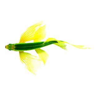 蝶翼荧光斑马鱼淡水鱼观赏鱼新手入门练手鱼彩色糖果红班马鱼活体